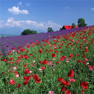 b体育官方app下载